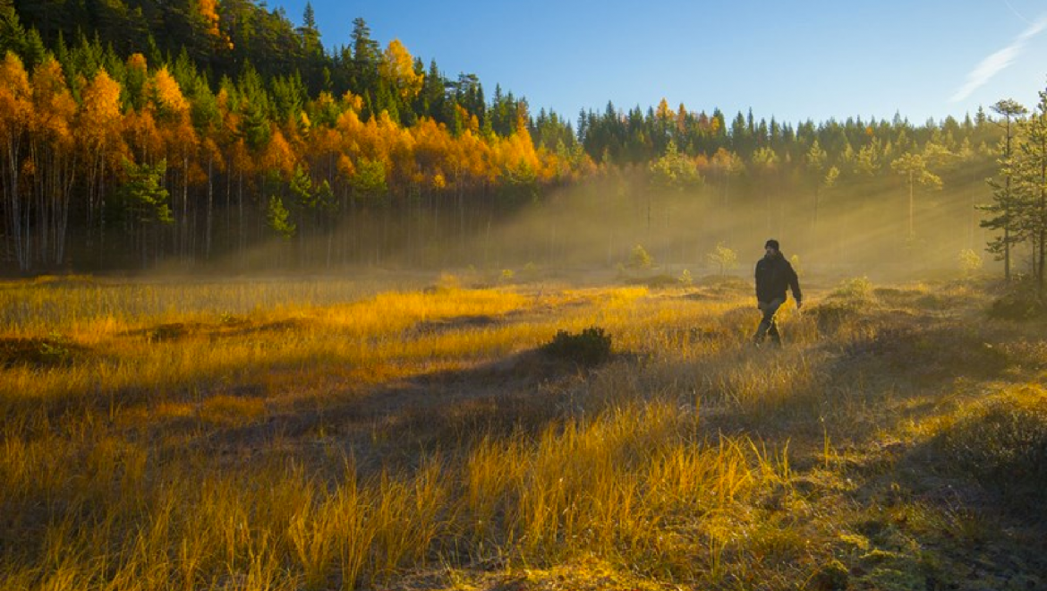 En man vandrar i ett skogen som är höstfärgad i orange och grönt.