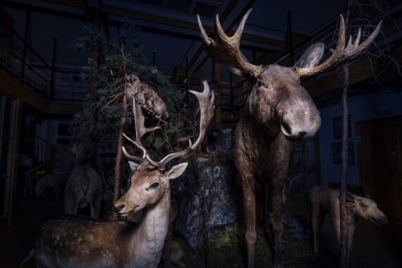 Uppstoppad älg och hjort på museum.