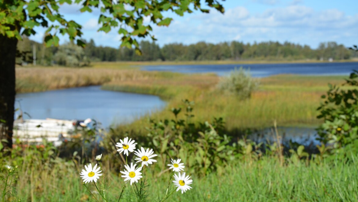 Vita blommor i förgrunden, en sjö och äng i bakgrunden.