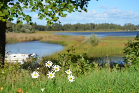 Vita blommor i förgrunden, en sjö och äng i bakgrunden.