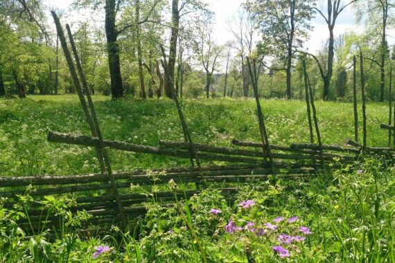 Gärdesgård vid en grön äng i Garphyttans nationalpark