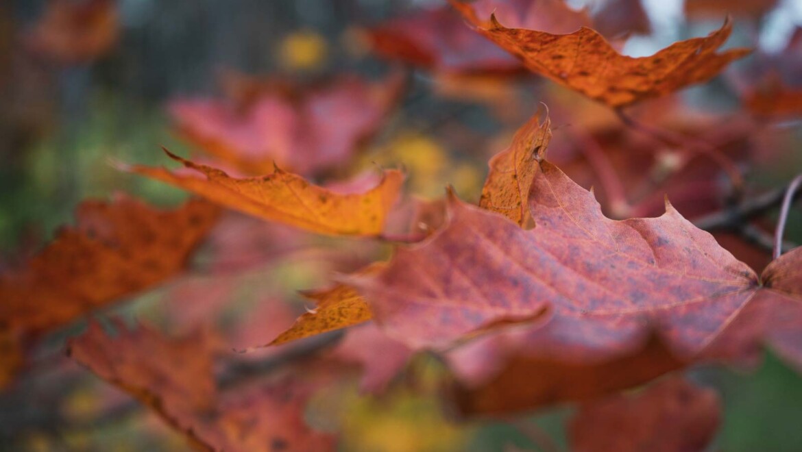 Röda höstlöv.