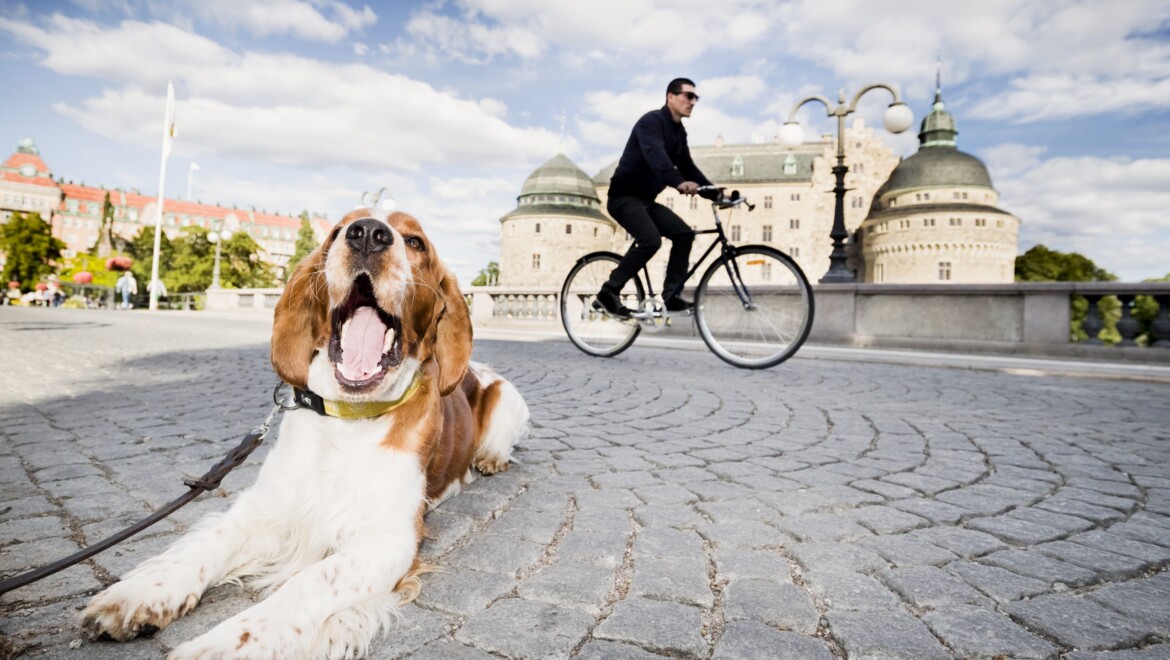 En man på cykel med Örebro slott i bakgrunden och en liggande hund i förgrunden.
