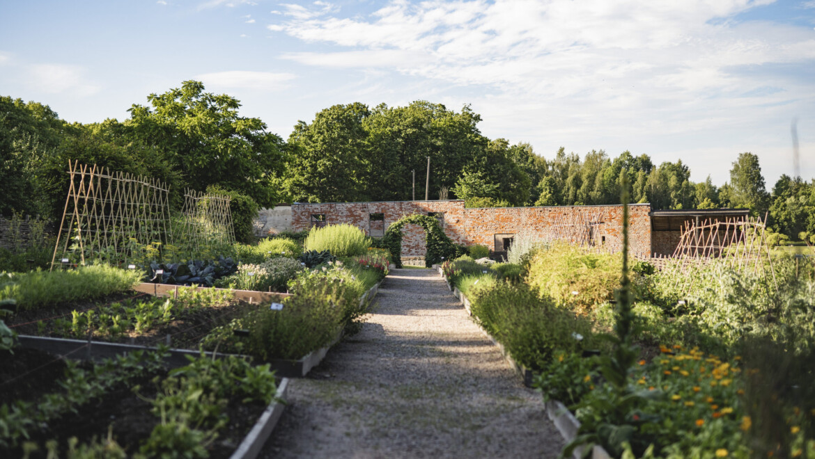 Köksträdgård med grusgång i mitten och en tegelvägg som skymtar i bakgrunden.