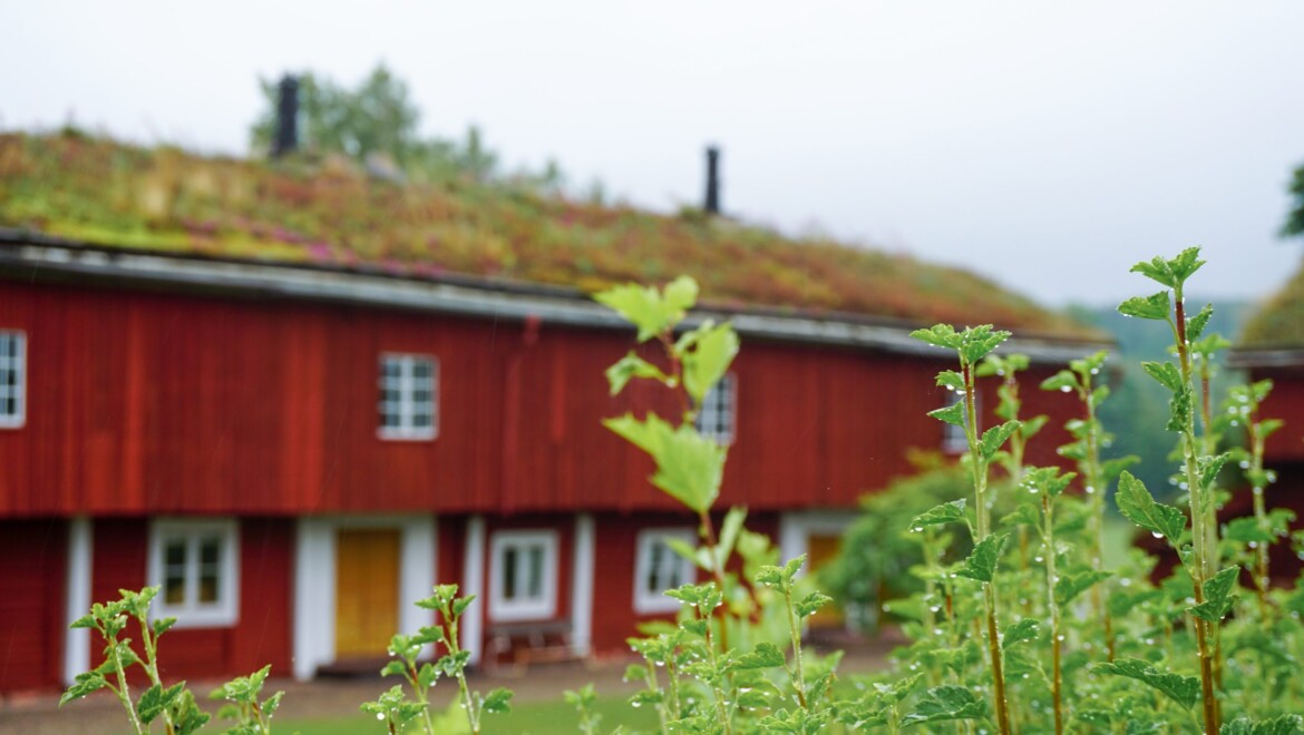 En röd, stor byggnad i trä från 1700-talet som omgärdas av regnvåta buskar och gräs på taket.