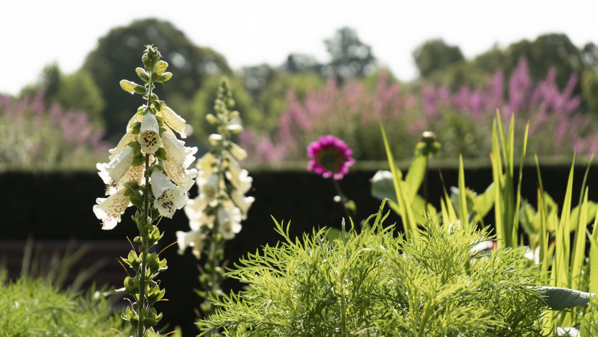 Vita, klockformade blommor och rosa blommor i Stadsparken.
