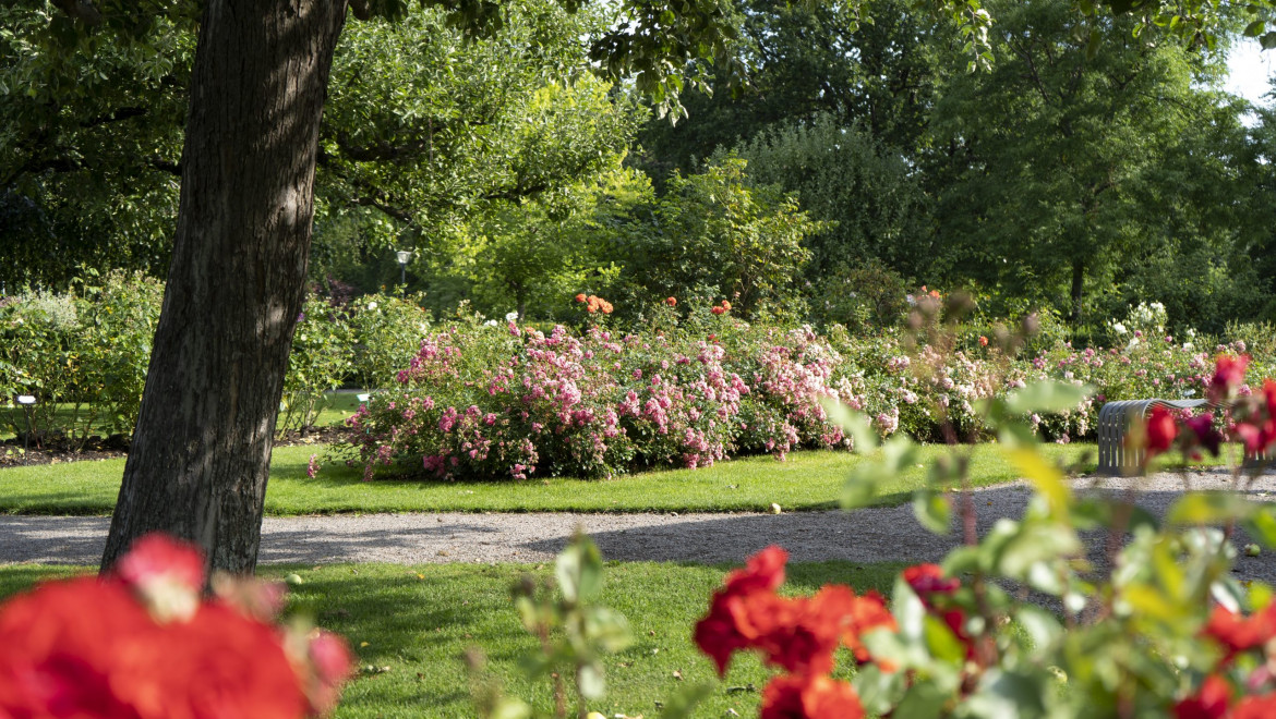 En blommande park med röda rosor.