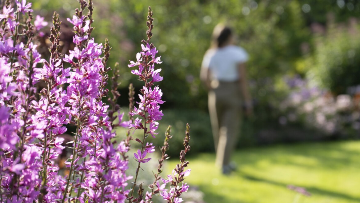 En person i vit tröja och beige byxor går i en blommande park.