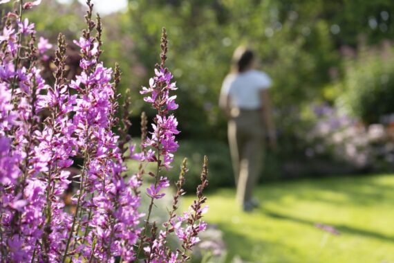 Lila blommor i förgrunden och en tjej med vit tröja och bruna byxor i bakgrunden.