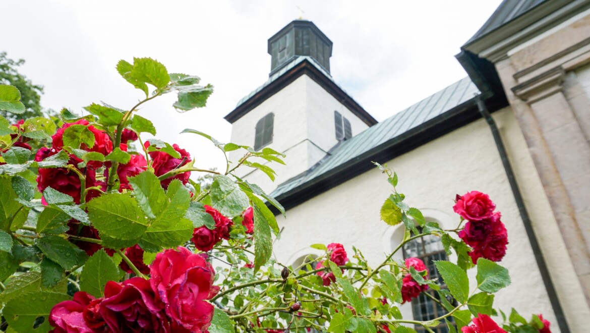 Tornet på en vit kyrka med röda rosor i förgrunden.