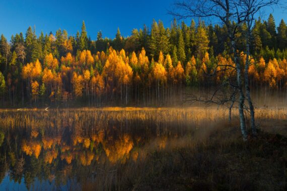 Skog i gult, orange och rött.