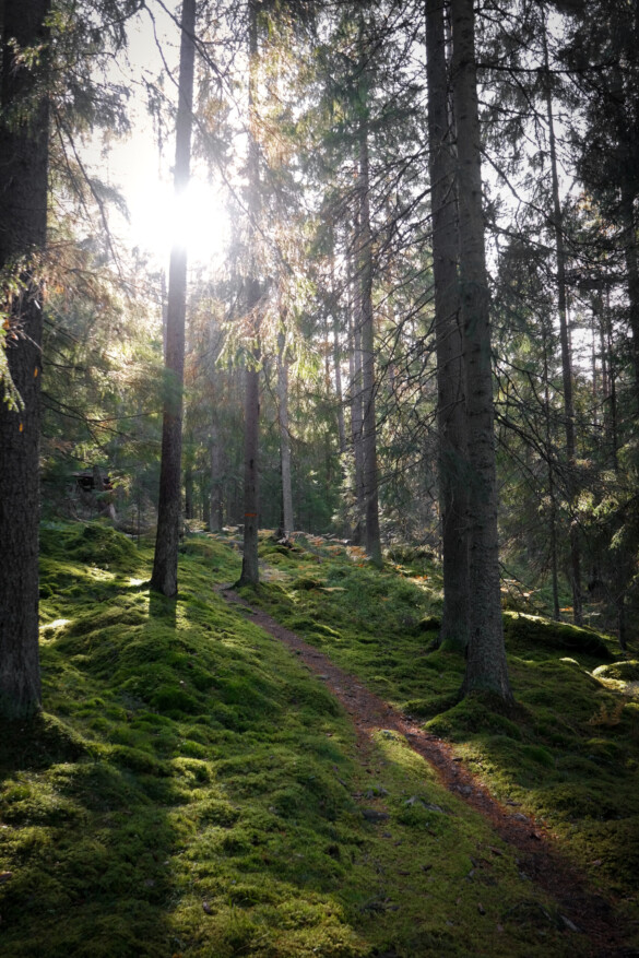 Granskog i motljus.