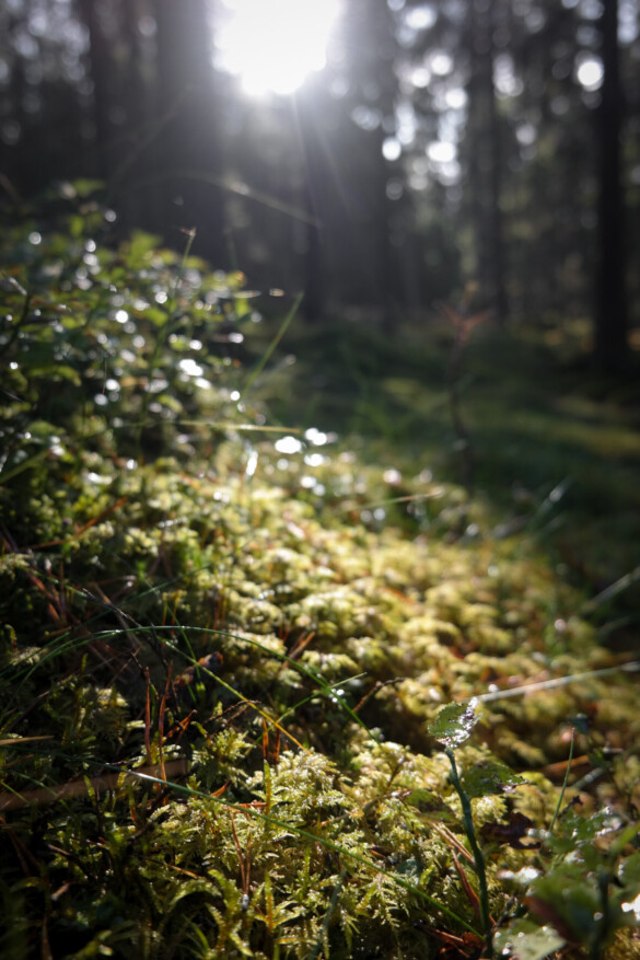 Närbild på mossa i motljus.
