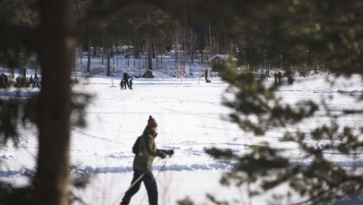 En man som åker längdskidor skymtas mellan trädgrenar.