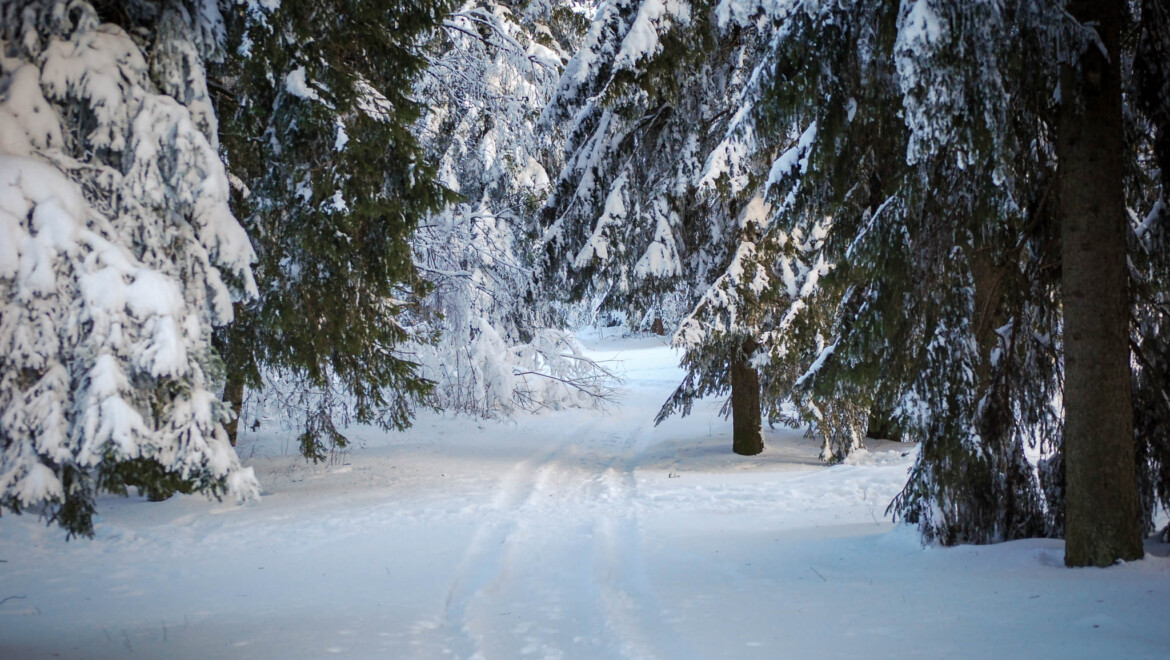 Ett skidspår som går genom en snötäckt granskog.