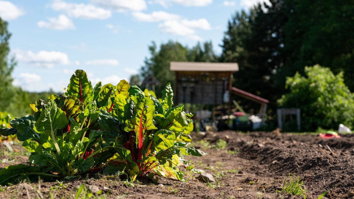 Ett knippe blast sticker upp från marken i odlingsbädden. En lekplats skymtas i bakgrunden.
