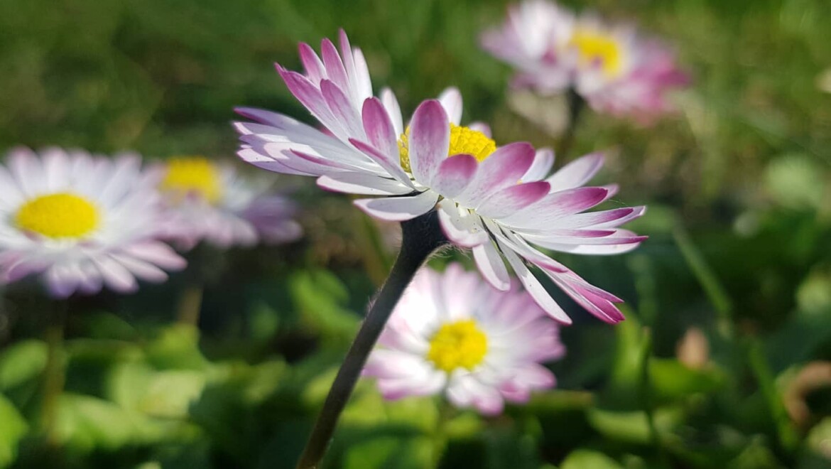 En vit blomma med rosa kanter och gul mitt.