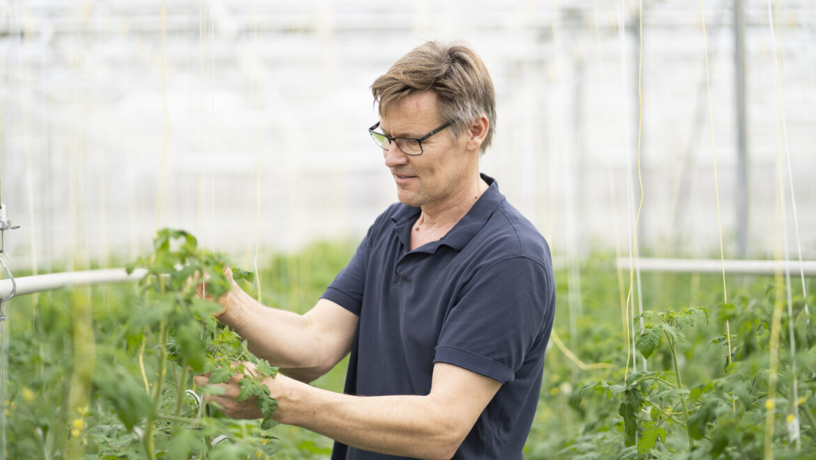 En man med blå T-shirt står i ett växthus och håller i en grön planta.