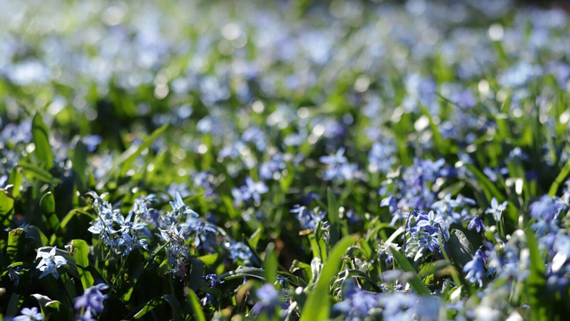 Blå, små blommor bland gröna blad.