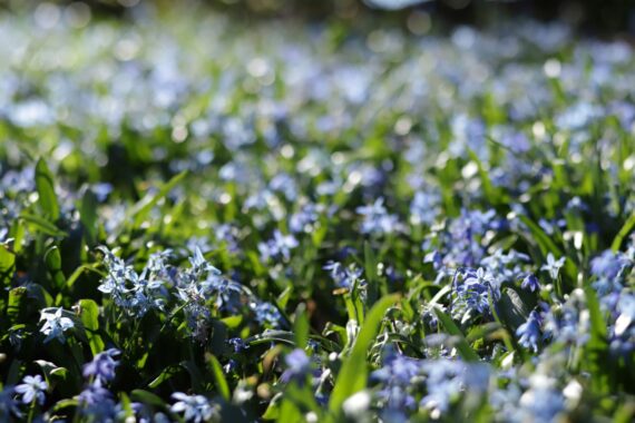 Blå, små blommor bland gröna blad.