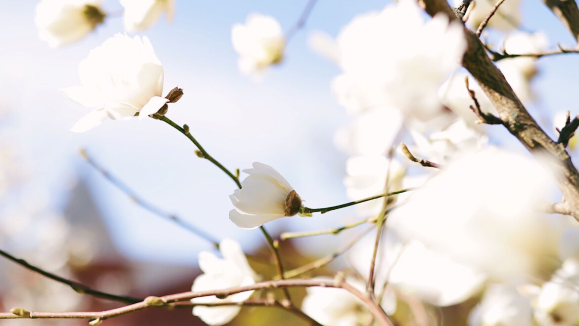 Vita blommor på trädgrenar.