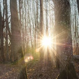 En lövskog med nakna grenar och sol i motljus.