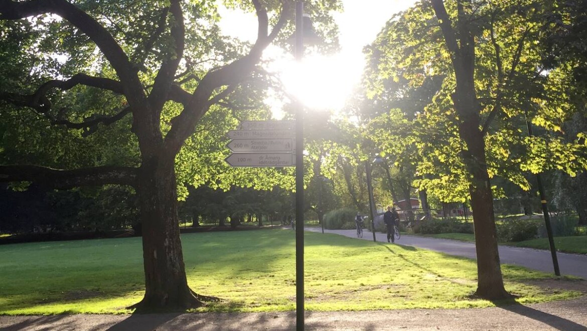 Soligt motljus mellan träd i en park.