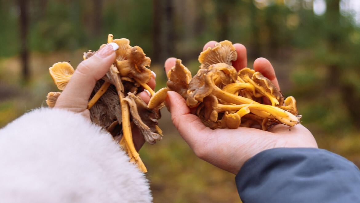 Två personer som visar upp varsin hand som är full med kantareller.