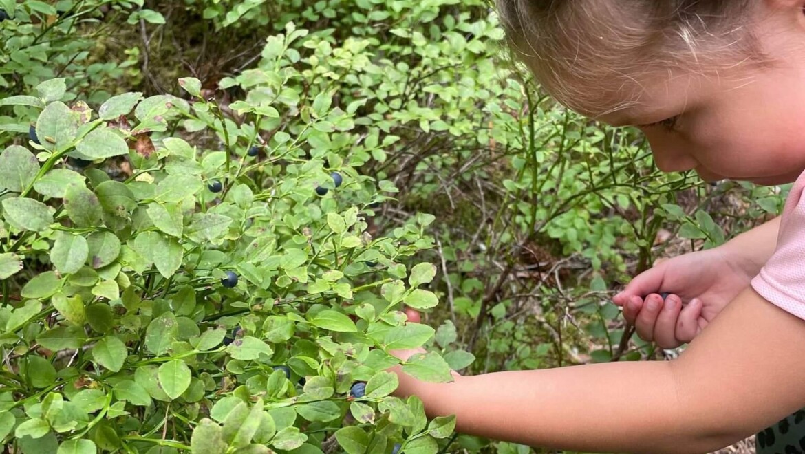 Tjej som plockar blåbär