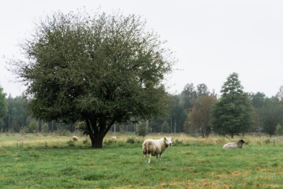 Bjorkons-naturreservat-05