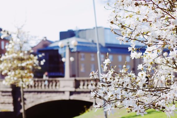 Örebro konserthus i suddig bakgrund, med ett blomstrande körsbärsträd i förgrunden.