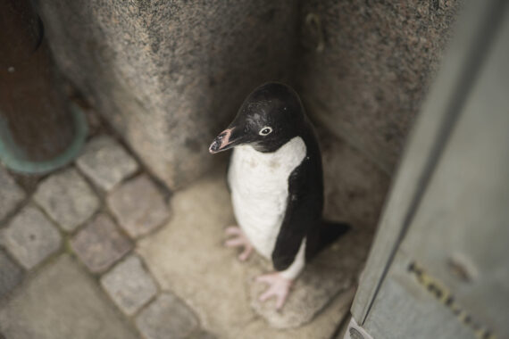 En skulptur av en pingvin står intill ett elskåp.